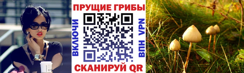 blacksprut ссылки  Конаково  Галлюциногенные грибы Cubensis 